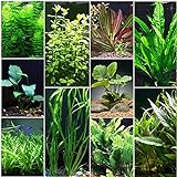 Florida 10 Species Live Aquarium Plants Bundle Photo, best price $31.98 new 2022