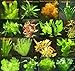 Foto 150 Wasserpflanzen XXL Set, Dünger, Aufbereiter, Aquariumpflanzen für alle Bereiche, Aquarienpflanzen in rot und grün, 22 Bund