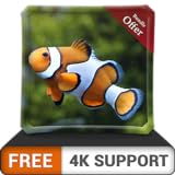 free clown fish aquarium HD - dekorieren Sie Ihr Zimmer mit einem wunderschönen Aquarium auf Ihrem HDR 4K-Fernseher, 8K-Fernseher und Feuergeräten als Hintergrundbild, Dekoration für die Weihnachtsfer Foto, bester Preis 0,00 € neu 2024