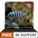 Photo aquarium de poissons blancs gratuit HD - décorez votre chambre avec un bel aquarium sur votre téléviseur HDR 4K, une télévision 8K et des appareils d'incendie comme fond d'écran, décoration pour les v