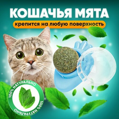 Кошачья мята шарик на стену / леденец для кошек и котят/игрушка для кошек/ фотография