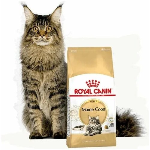 фотография Корм Royal Canin MAINE COON Специальное питание для кошек породы мейнкун, а также для кошек крупных размеров: сибирской, норвежской лесной и других, в возрасте от 15 месяцев и старше, 2кг, купить онлайн 3199 рубл