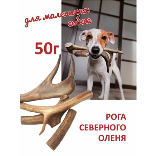 Рога северного оленя для мелких собак 50г. фотография