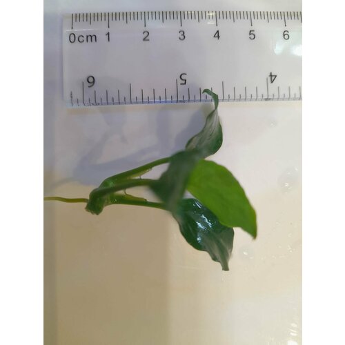 Растение аквариумное живое Анубиас карликовый нана петит (Anubias barteri var. nana) фотография