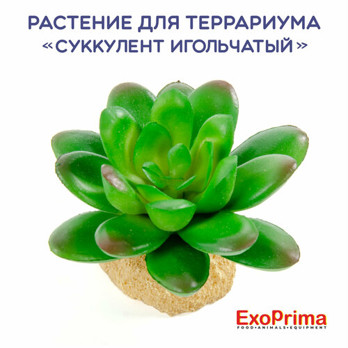 Растение для террариума EXOPRIMA 