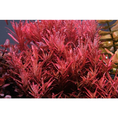 фотография Растение аквариумное живое Ротала Реддиш (Rotala Reddish) 2 ветки по 10-15 см, купить онлайн 400 рубл