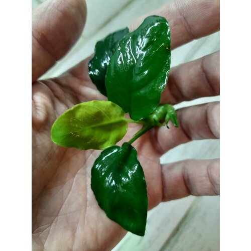 Растение аквариумное живое Анубиас Бартери (Anubias barteri) фотография