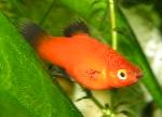 foto Papageienplaty, Rosso
