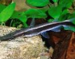 Paddlefish Сомы (Kgs Platypus, Sorubium Paddlefish, Дөрекі-Ploskogolov Sorobium)