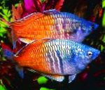 Boesemans Rainbowfish
