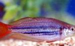 Dvergur Rainbowfish
