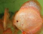 Photo Red discus, Pink