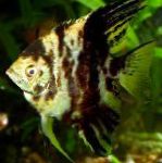 Foto Angelfish Scalare, tähniline