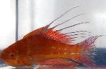 Foto Filamentierten Flasher-Lippfische, Rot