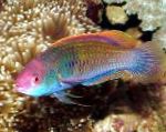 Blue-scaled fairy-wrasse