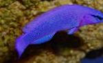 Orkide Dottyback