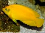 ყვითელი Angelfish