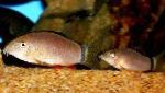 臭鼬鳅