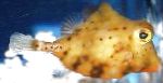 Κίτρινο Boxfish