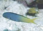 Forktail Opblande, Yellowtail Fangblenny