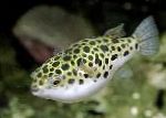 Maculato Pesce Palla Verde