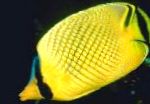 Kafesli Butterflyfish