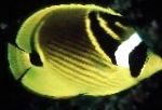 Pesukarhu Butterflyfish