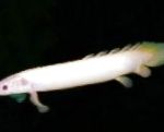 Foto Cuvier Polypteriformes, bijela