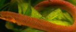 Фото Reedfish Malabar, қоңыр