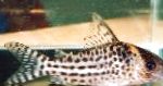 Corydoras Agasitsa