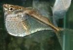 Foto Hatchetfish, sudrabs