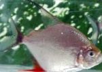 Wimpel Piranha