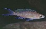 Foto Paracyprichromis, brūns