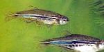 Spot Zebrafish (Danio Chernopolosy, Zebrafish Nigrofastsitus)