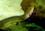 Pesce Polmone Snello