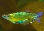სურათი ლურჯ-მწვანე Procatopus, მწვანე
