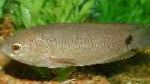 Tailspot Bush Fish