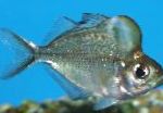 Napoleonke Glassfish