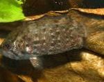 Фото Риба-Лист Гайянський (Риба Обрубок), Плямистий