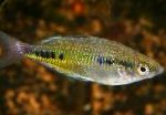 Black-spotted rainbowfish