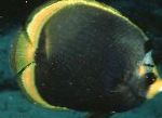 Mračan Butterflyfish