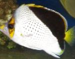 Tinker Butterflyfish
