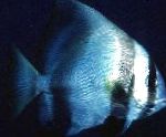 Batavia Fledermausfische