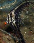 foto Batavia Pesce Pipistrello, Strisce