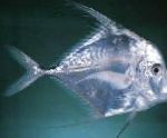 Indian threadfish, Tread fin Jack