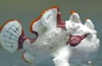 Бородавчатая рыба-лягушка (Рыба-лягушка клоун)