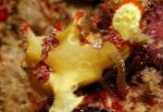 Фото Бородавчатая рыба-лягушка (Рыба-лягушка клоун), пятнистый