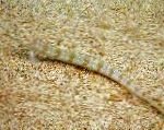 Filamented ქვიშის Eel Diver (მყივანი ქვიშის Diver)