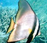 foto Pinnatus Batfish, Gestreept