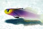 Nuotrauka Helfrich Firefish, violetinė